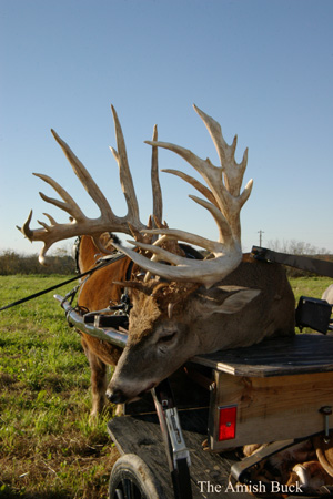 Amish Buck-Adams County