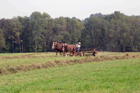 Amish cutting hay with horses