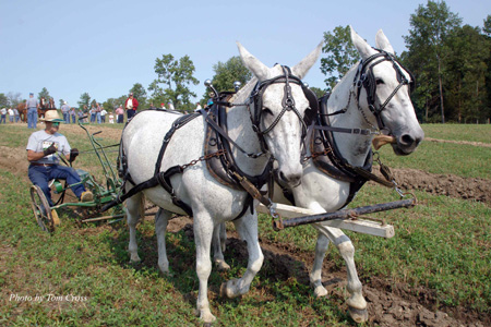 Draft Horse, Mule,and Pony Days