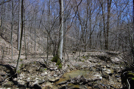 Beech Fork Road